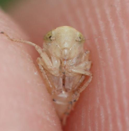 Réf. 345 773 : Streptanus confinis